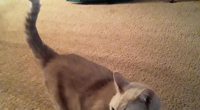 Sabin’s MisADVENTURe (Kern’s suffering).